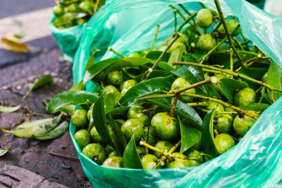Ký ức tuổi thơ trong từng miếng sấu chua chua