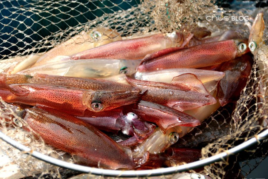 Mực nhảy Vũng Áng tươi rói - Trải nghiệm ẩm thực độc đáo từ biển miền Trung