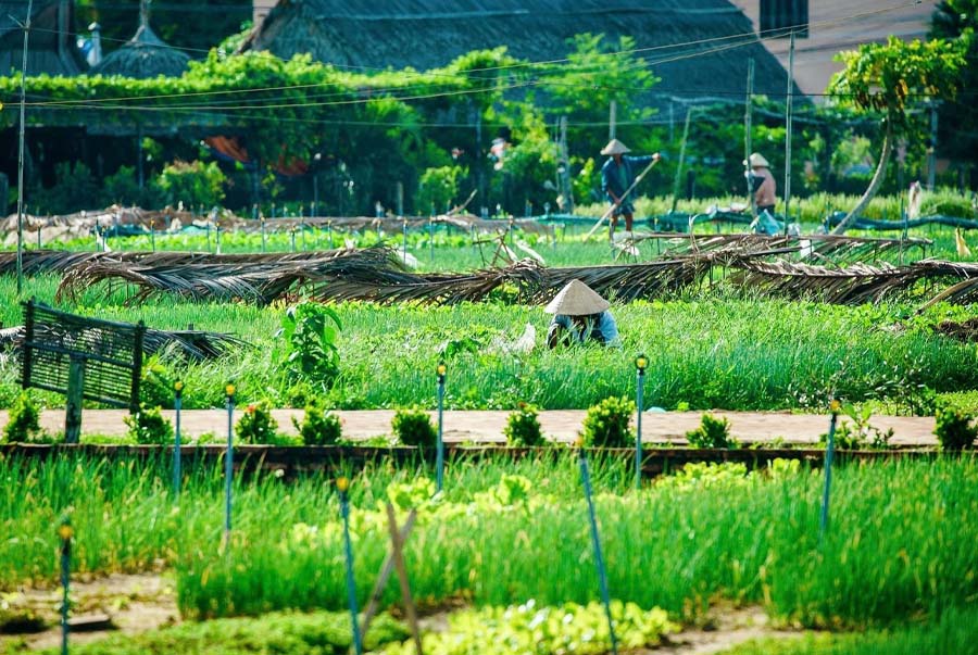 Tra Que Vegetable Village is a green paradise