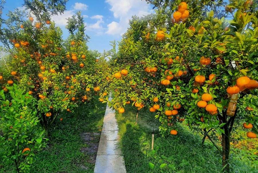 Getting lost in Lai Vung's orange fields feels like a fairy tale