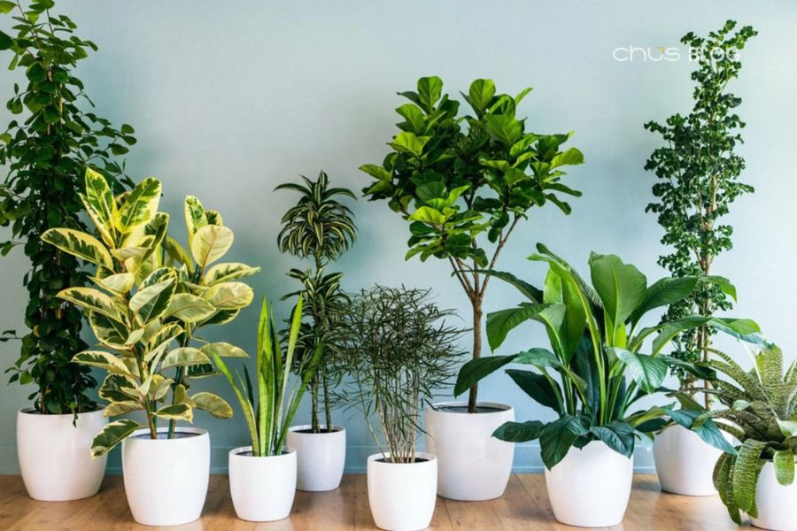 Green plants bring vitality and are suitable birthday gifts attracting wealth and luck for the new year