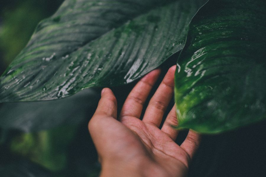 reconnecting with nature not only heals the soul but also nurtures a sustainable lifestyle