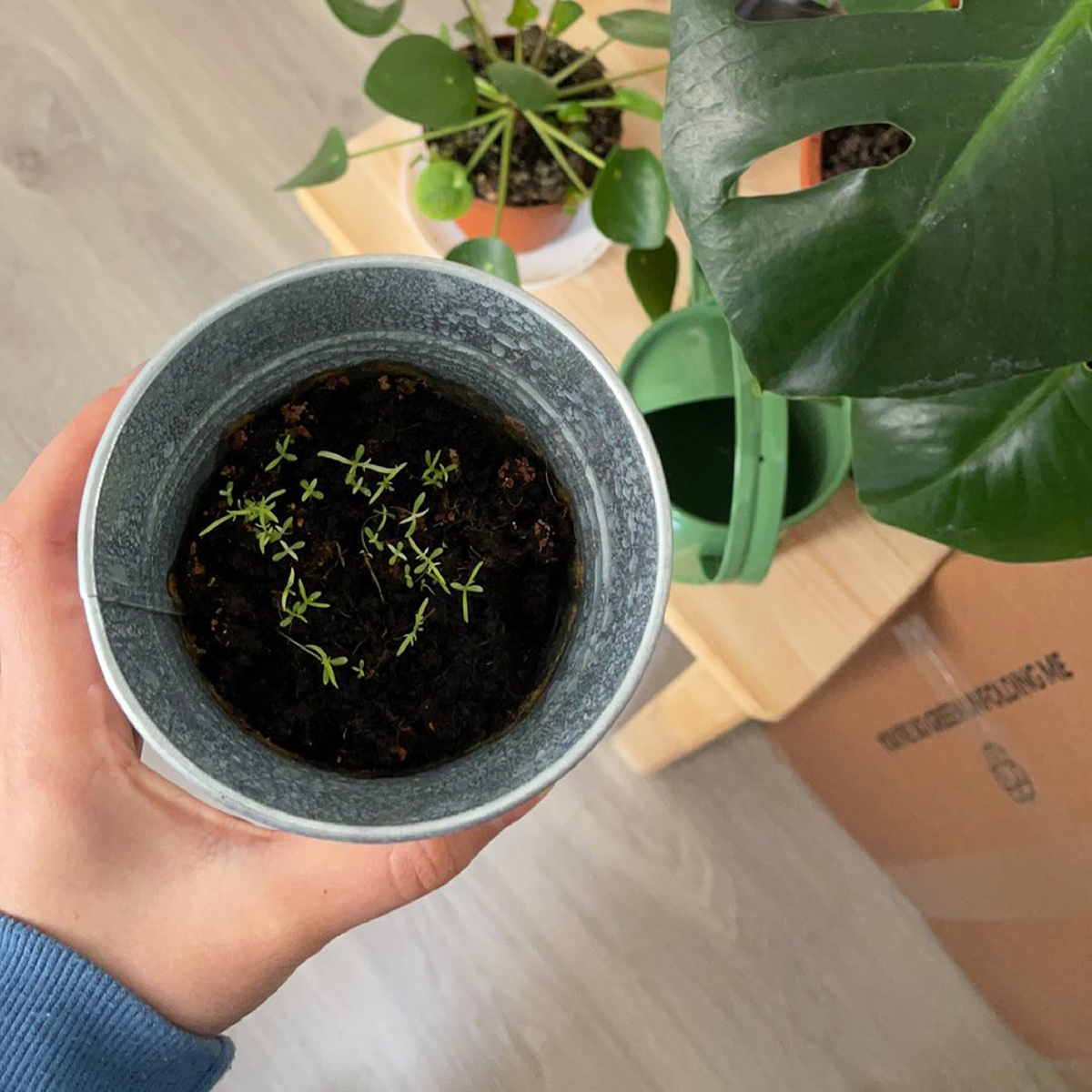 trồng cây, kết nối với thiên nhiên