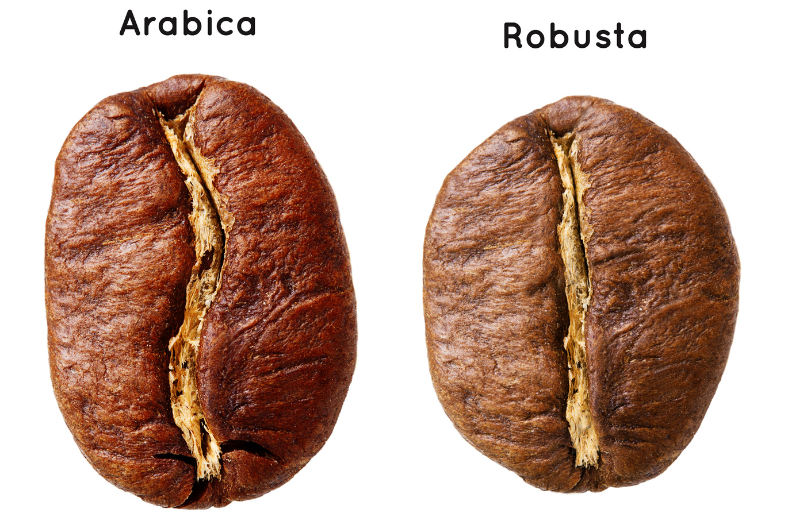 Hình dáng hạt cà phê Robusta và Arabica