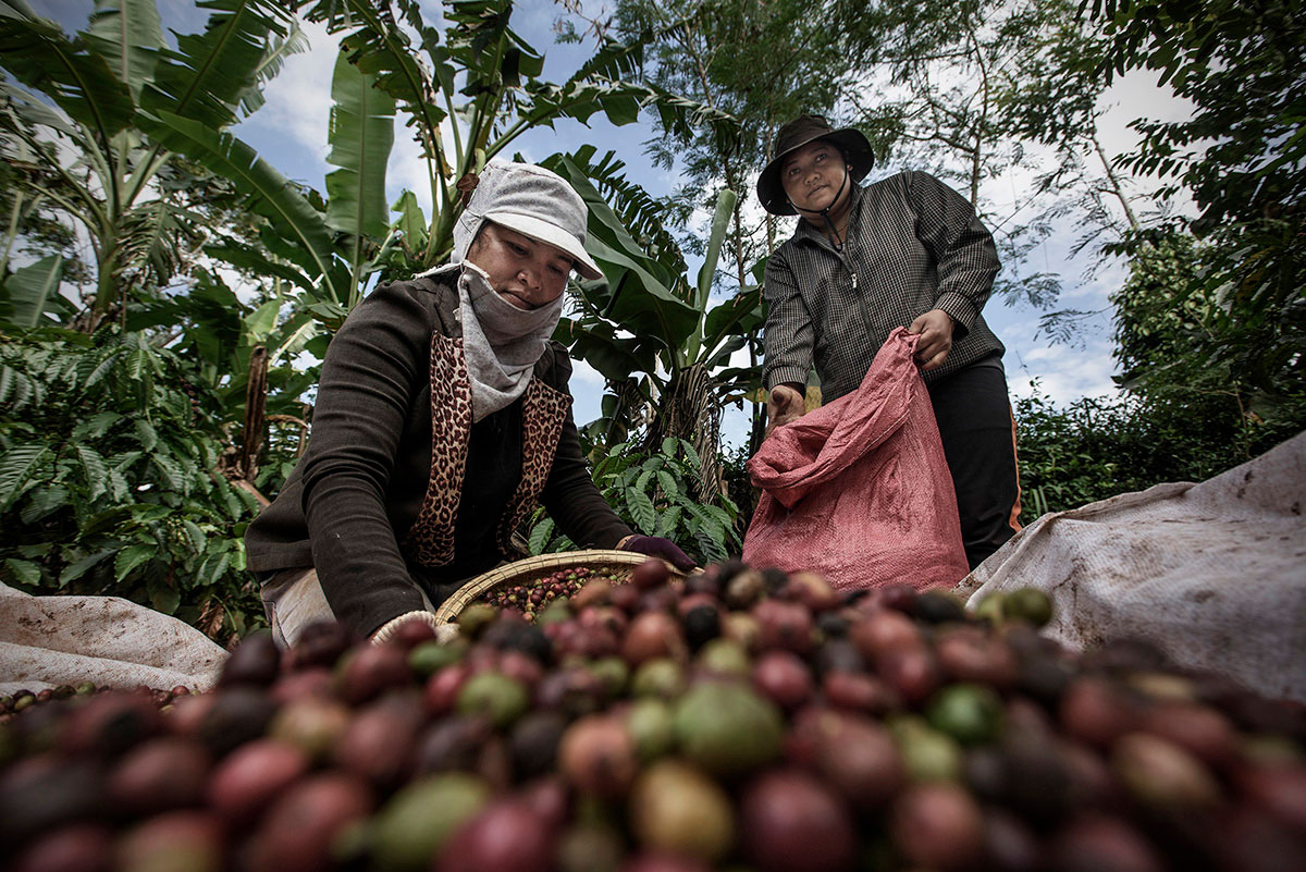 cà phê Việt Nam, cà phê bền vững, Vietnamese coffee, sustainable coffee