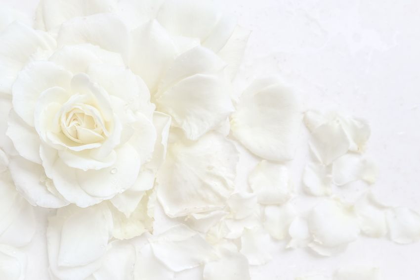 Image 08. White flowers are beautiful but bring sad feelings