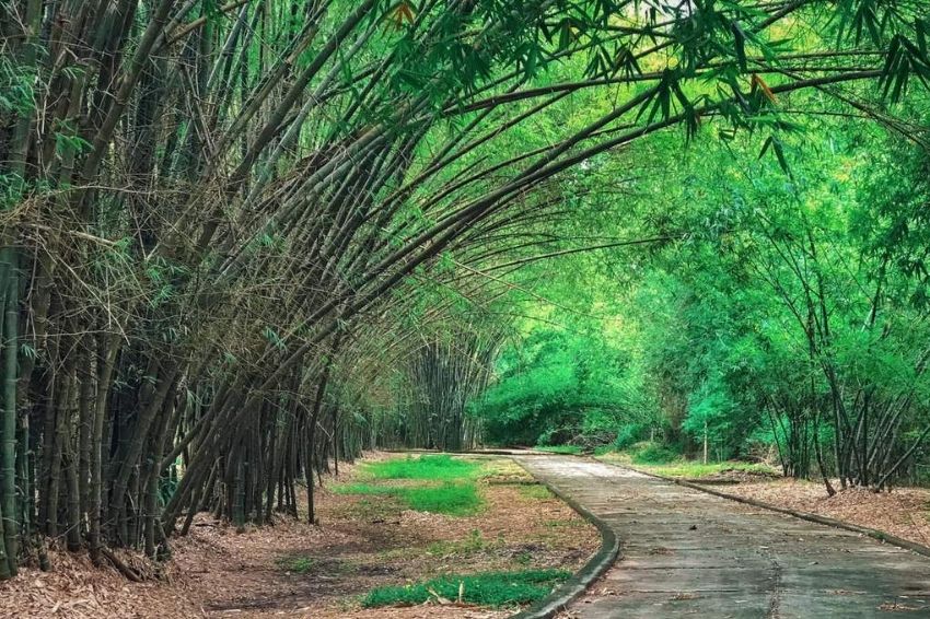 Bamboo – The ageless treasure of Vietnamese craftsmanship 