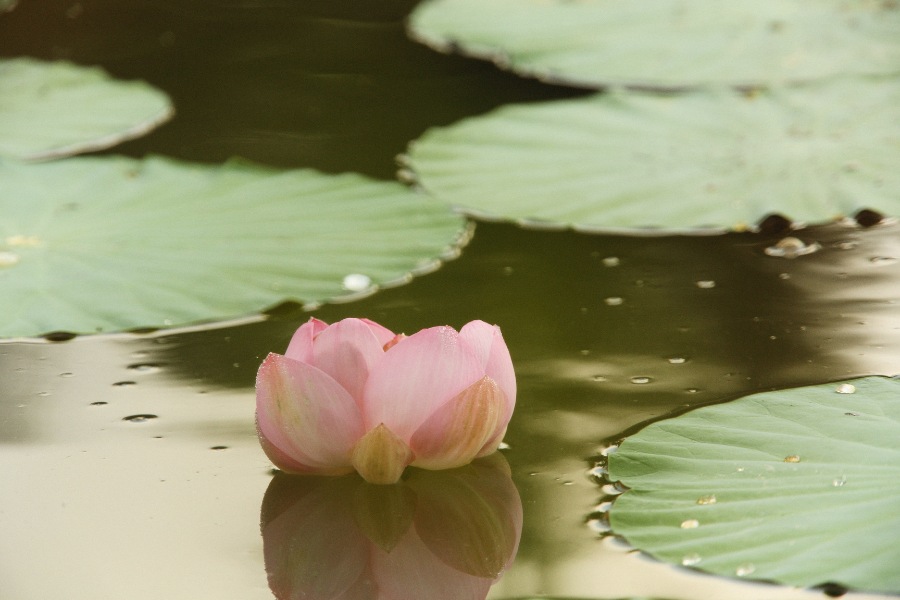 The seventh lunar month is a sacred time to remember ancestors and loved ones