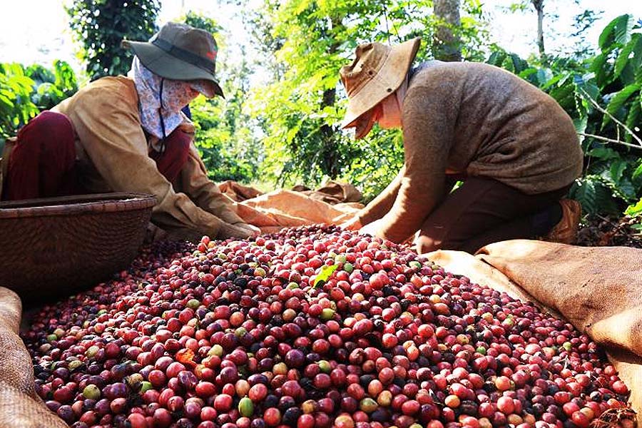 Cà phê Việt, cacao Việt, Vietnamese coffee, Vietnamese cocoa, agriculture, local products, nông nghiệp, nông nghiệp Việt Nam