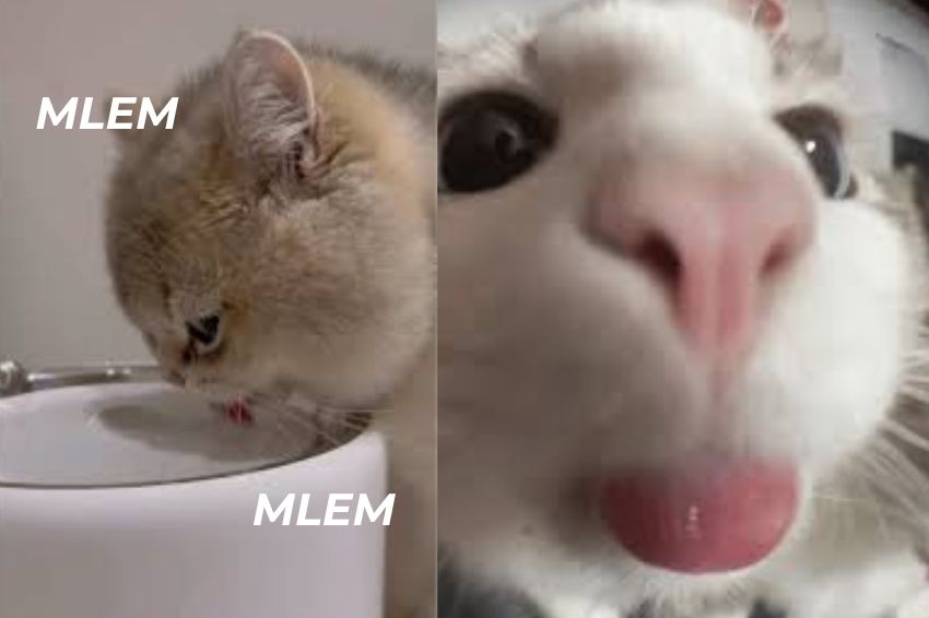 Ảnh 03. Mlem bắt nguồn từ video một chú mèo đang lè lưỡi liếm