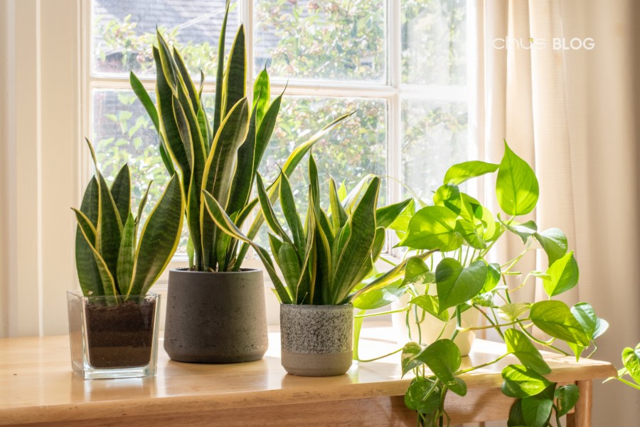 Những chậu cây mini xinh xắn sẽ là những quà cảm ơn thầy cô tượng trưng cho sự phát triển bền vững của tri thức