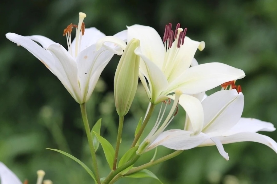 Is giving lilies okay?