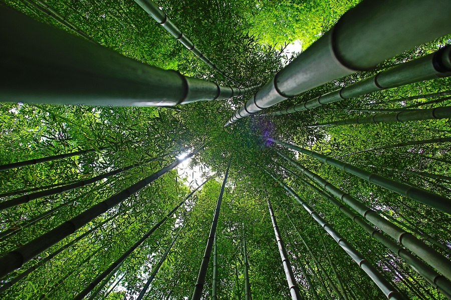 Green bamboo, green future