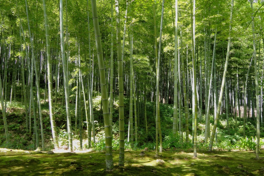 Sustainable from the roots up