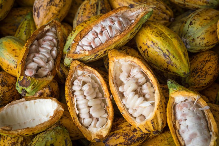 Thịt trái cacao mỏng và ít