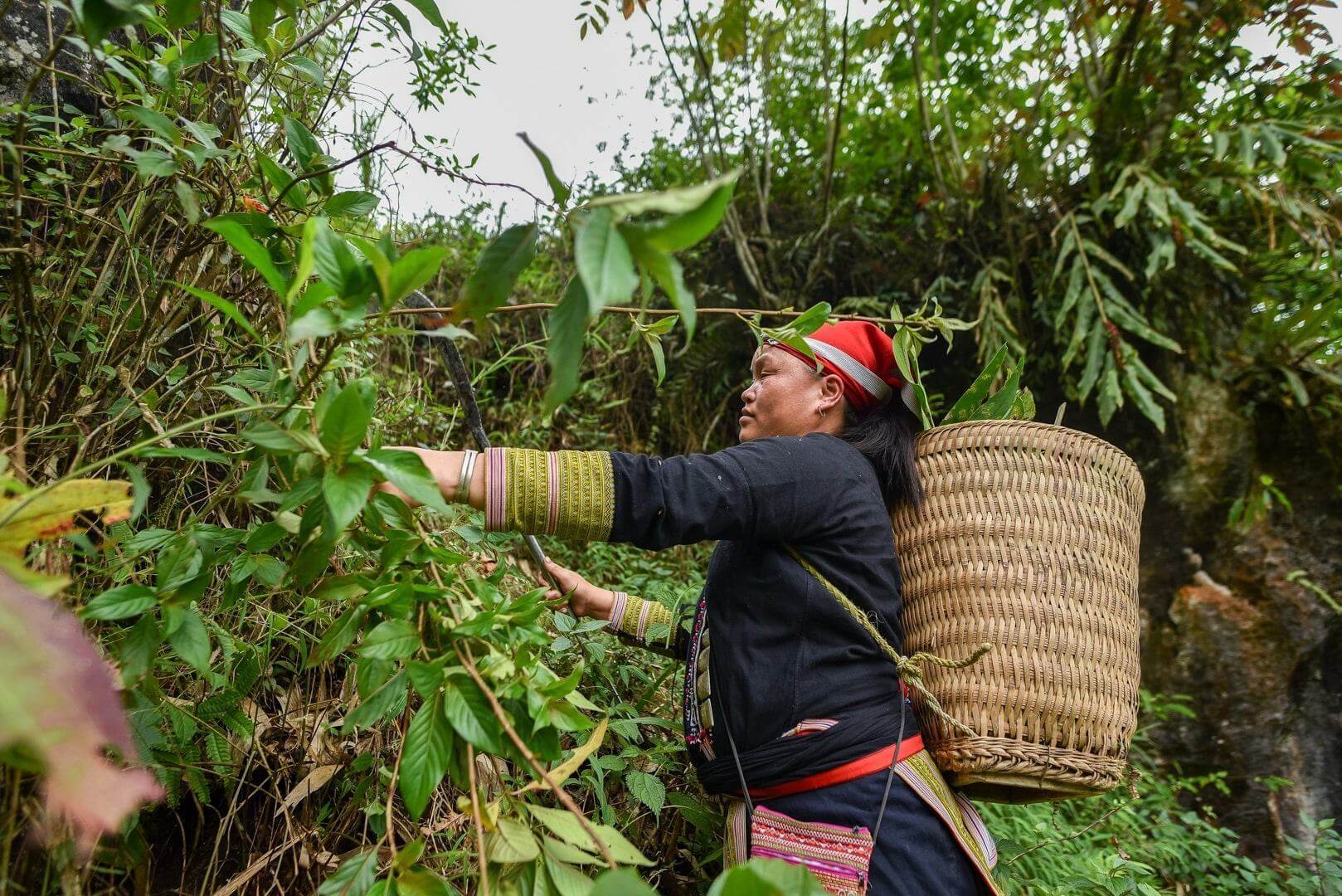 Medicinal herb harvesting represents a highly practical tradition connected to traditional medicine.