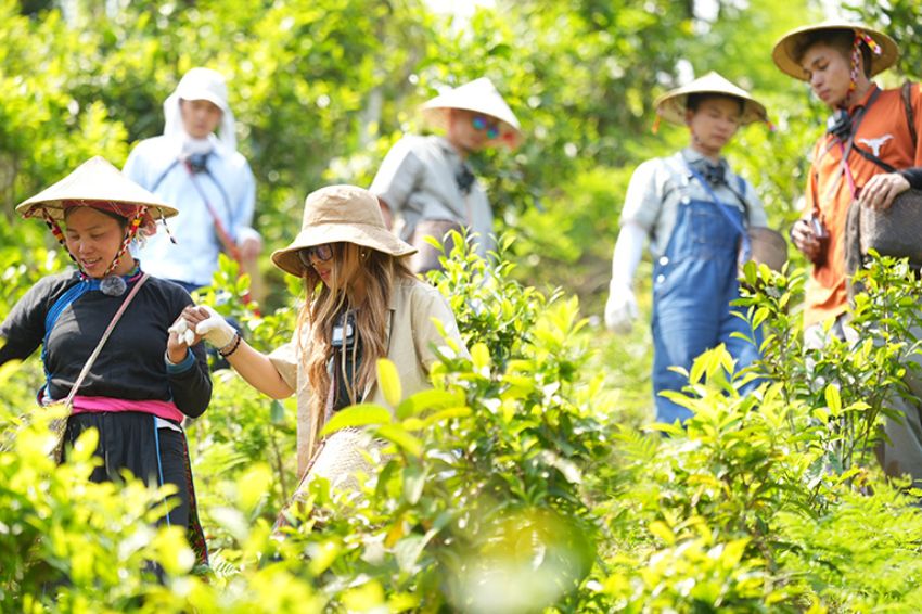 The artist cast together with locals experiencing Shan tea picking (Gia Dinh Haha)
