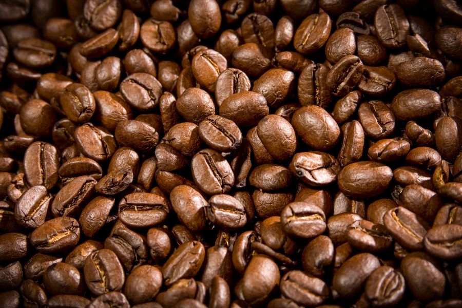 cả phê Việt Nam, cà phê Robusta, Vietnamese coffee, robusta coffee, khu vực trồng cà phê, coffee trees