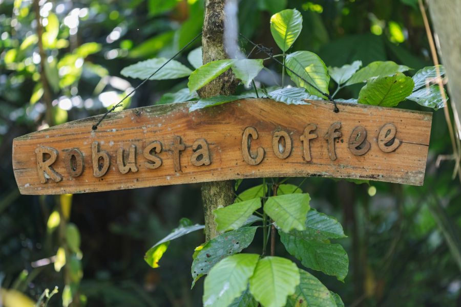 cà phê Việt Nam, Vietnamese coffee, cà phê robusta, robusta coffee, vùng trồng cà phê, coffee trees