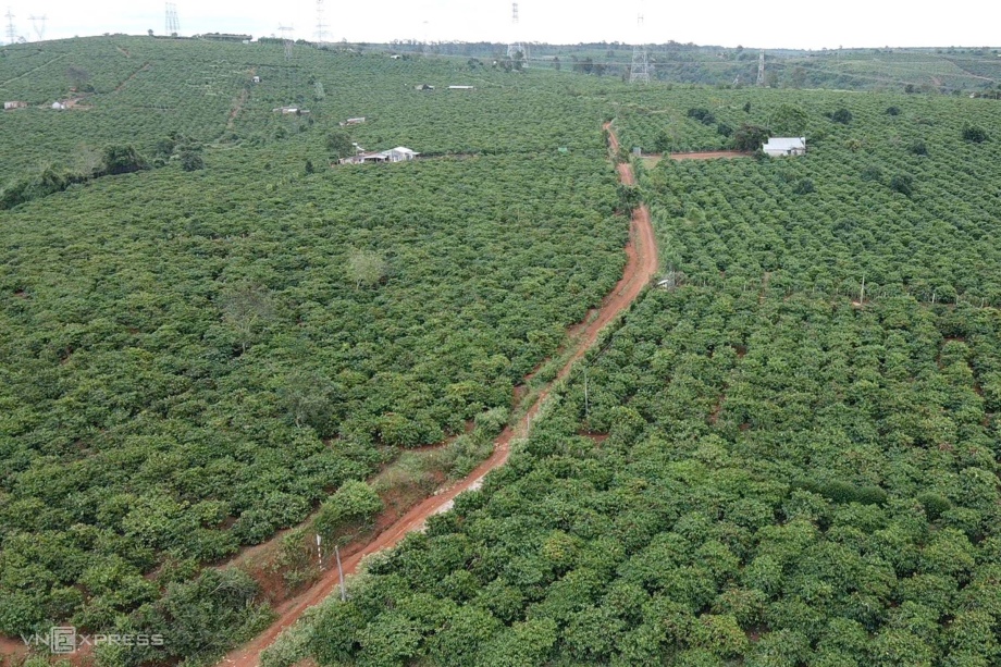 cà phê Việt Nam, cà phê Tây Nguyên, Vietnamese coffee, specialty coffee, vùng trồng cà phê, coffee trees in Vietnam