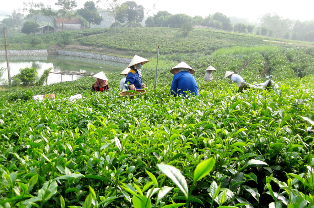 thu hoạch ở đồi trà Thái Nguyên