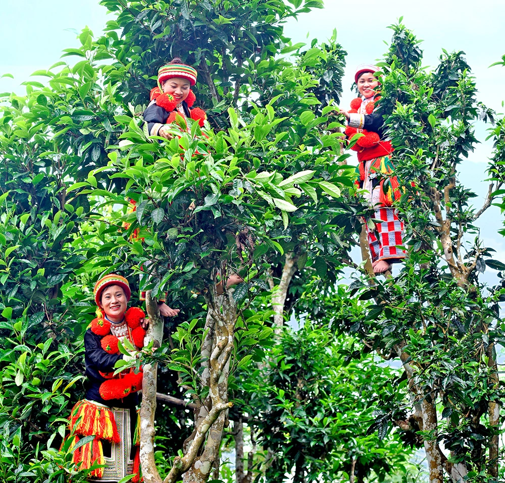 trà Shan Tuyết cổ thụ Tuyên Quang