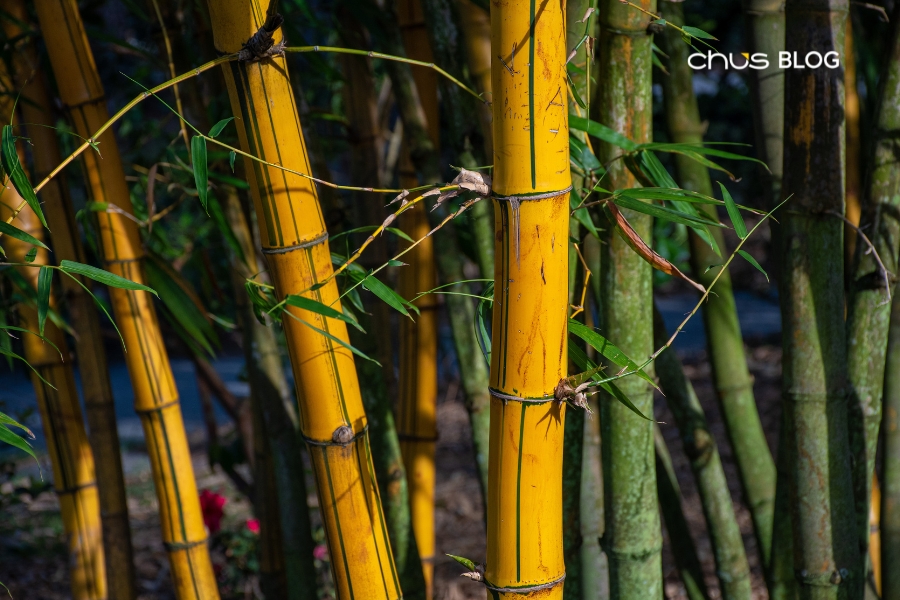 Vietnamese bamboo - an eco-friendly material with deep cultural significance