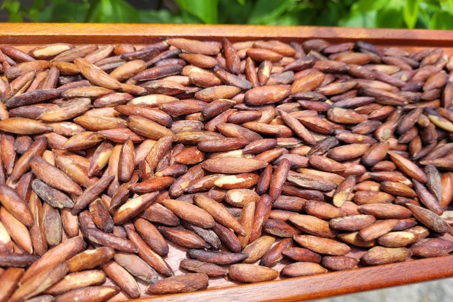 Con Dao almond seeds carry within them a tragic yet heroic historical story